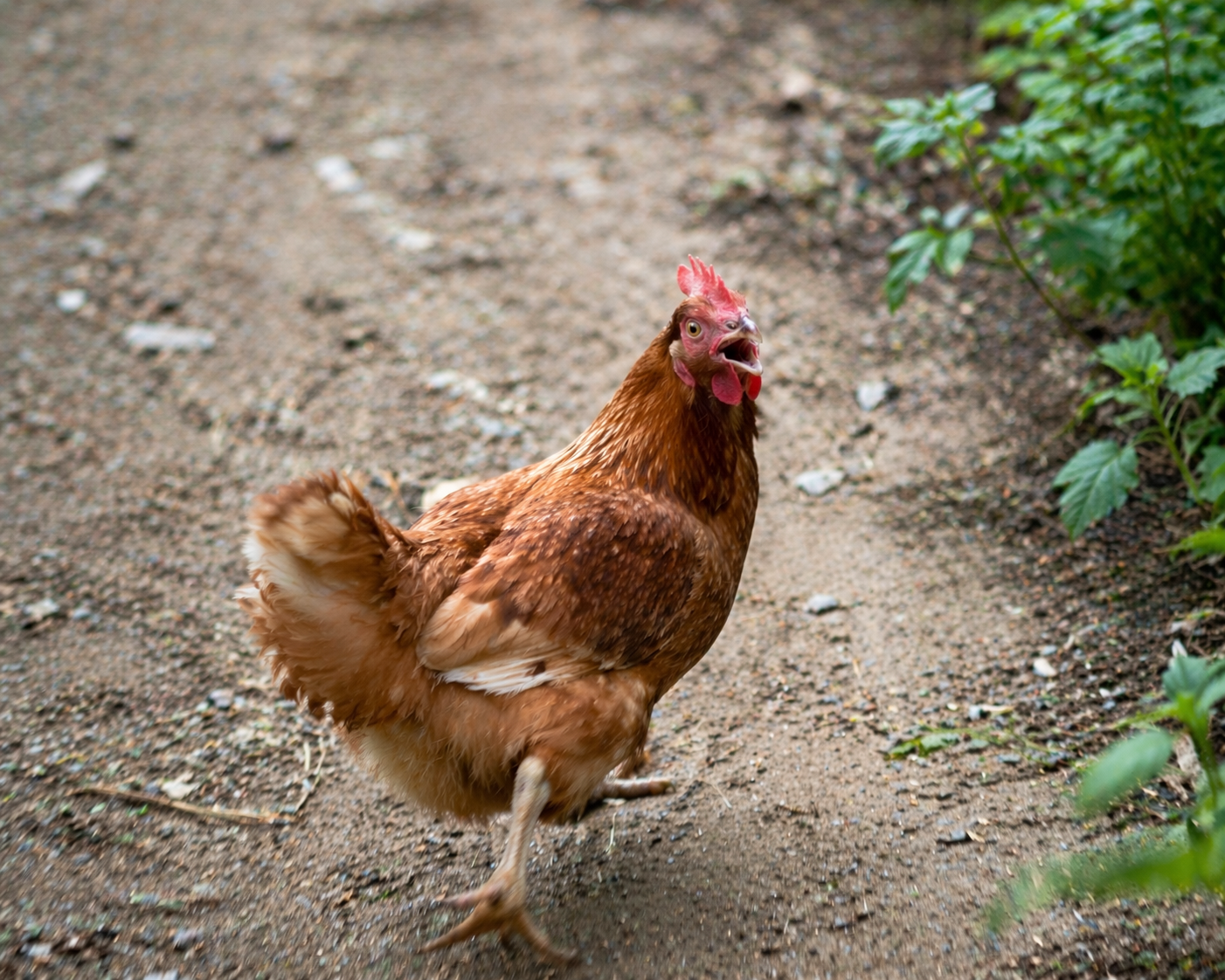 A chicken in urgent motion